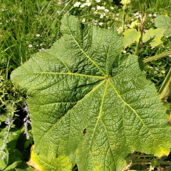 Alcea rosea Foglia