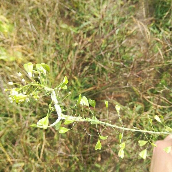 Capsella bursa-pastoris Fulla