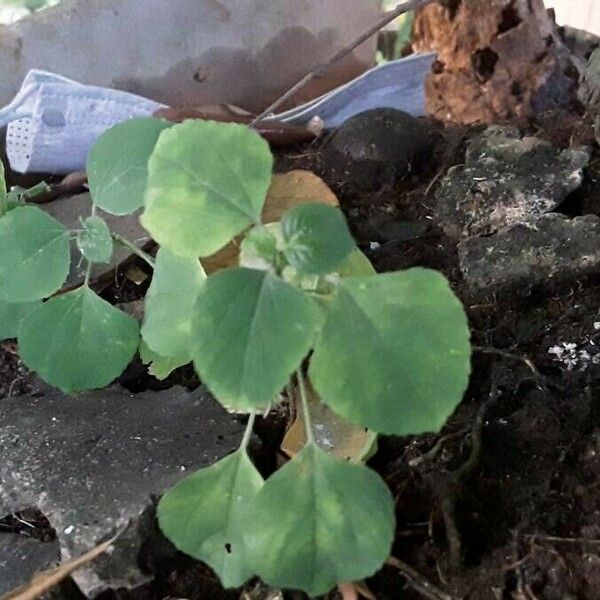 Acalypha indica Yaprak