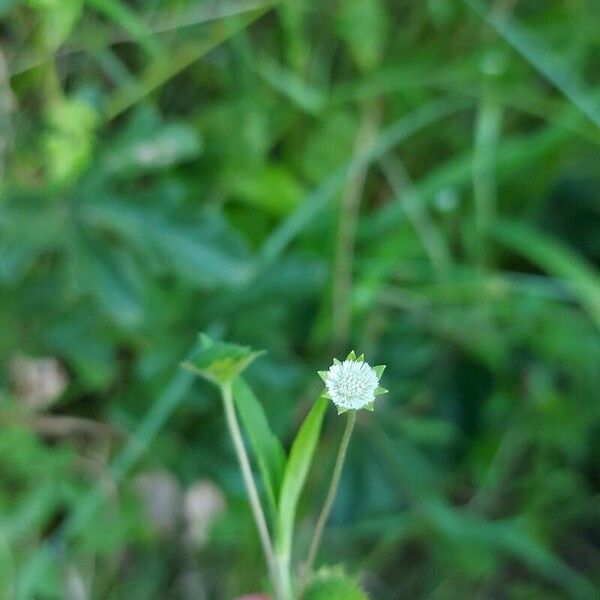 Eclipta prostrata Flower