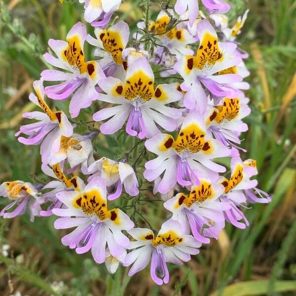 Schizanthus pinnatus 花