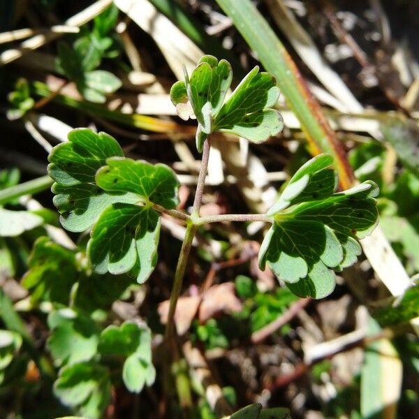 Aquilegia pyrenaica Листок