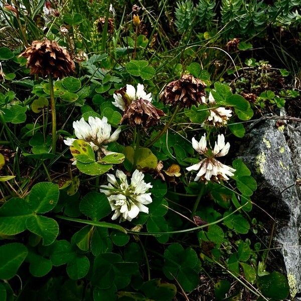 Trifolium pallescens 花