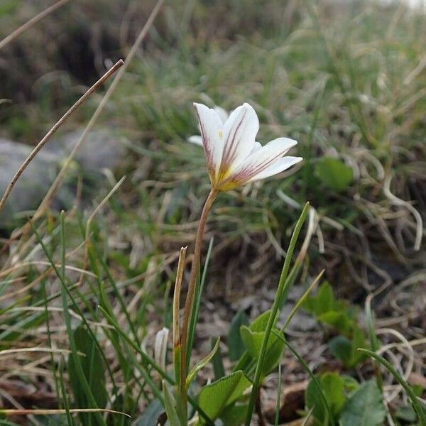 Gagea serotina Cvet