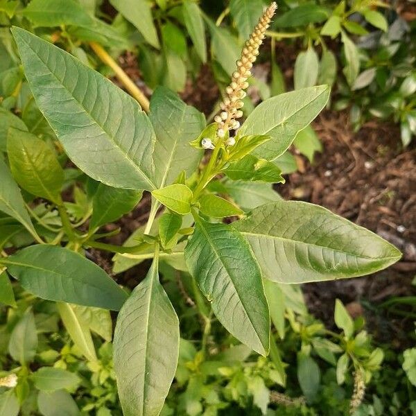 Phytolacca americana 葉