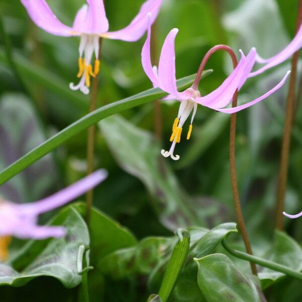 Erythronium revolutum Flower