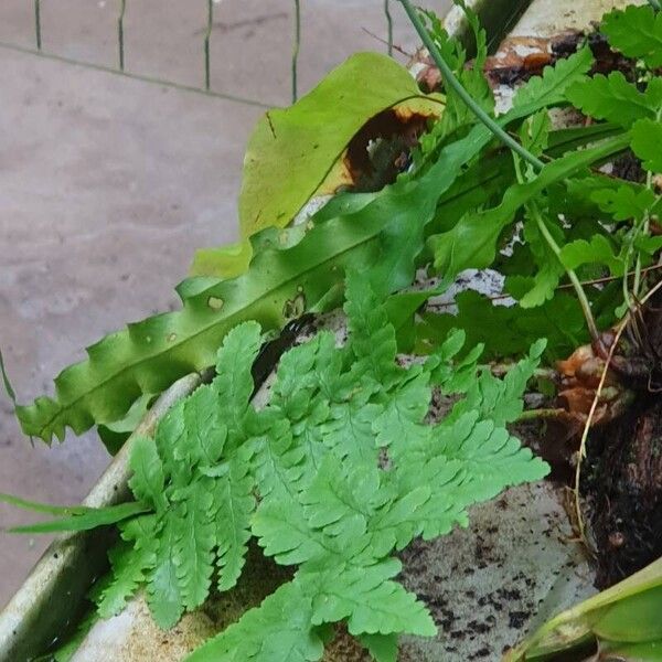 Dryopteris cristata Φύλλο