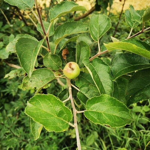 Malus domestica Fruit