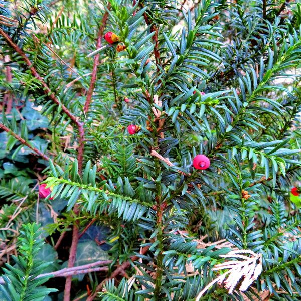 Taxus canadensis Habitatea