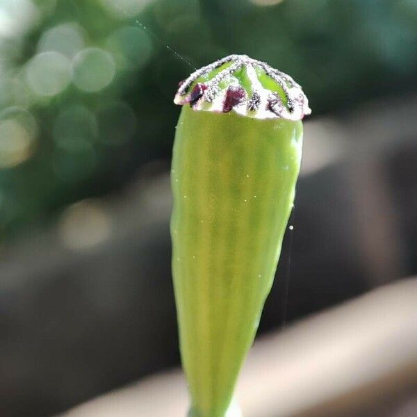 Papaver pinnatifidum Fruto