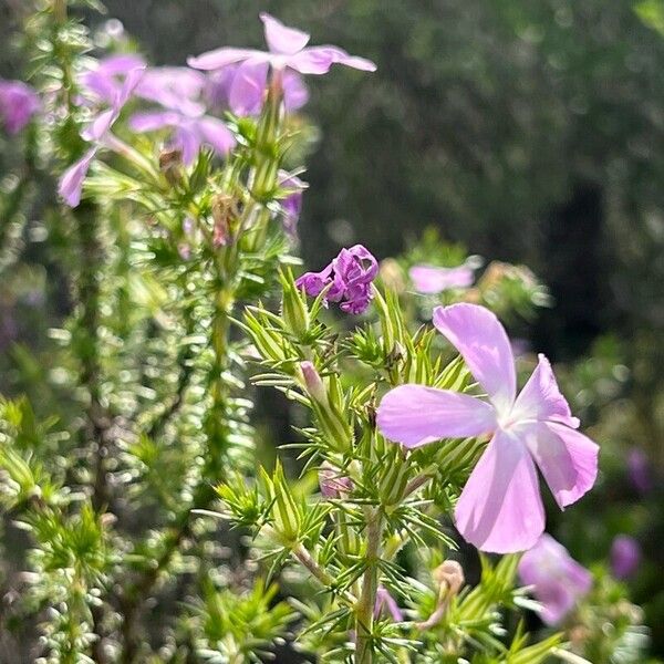 Phlox caespitosa പുഷ്പം