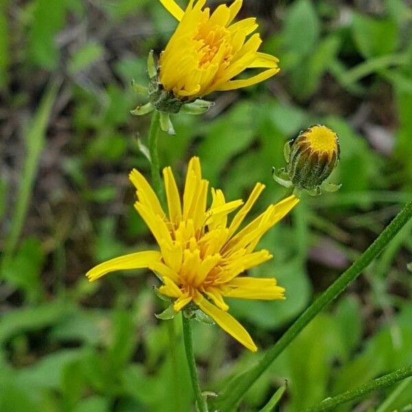 Crepis paludosa Blüte