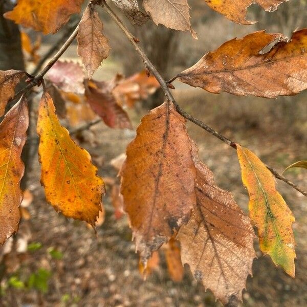 Quercus serrata Liść