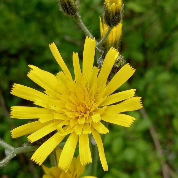 Hieracium murorum 花