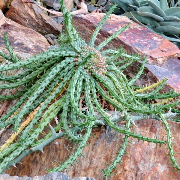 Euphorbia flanaganii Plante entière