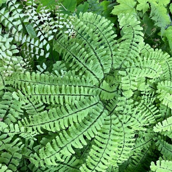 Adiantum pedatum 葉