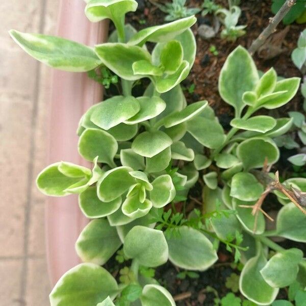 Mesembryanthemum cordifolium Leaf