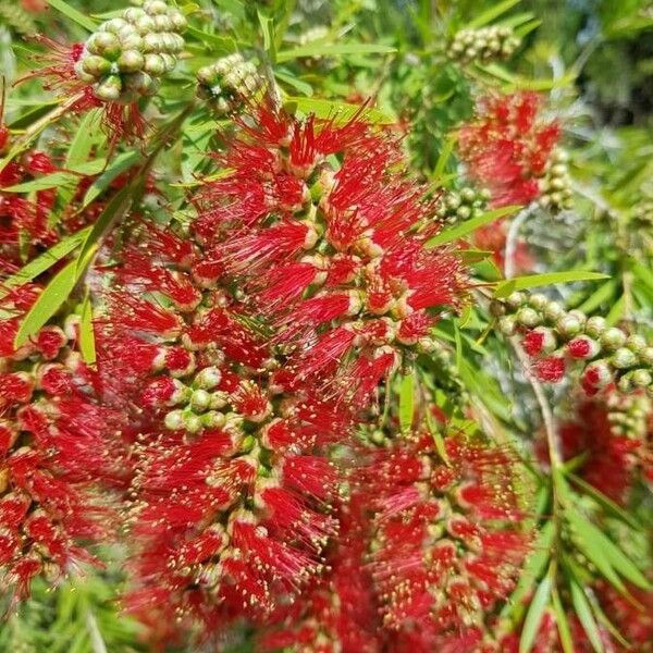 Callistemon citrinus 花