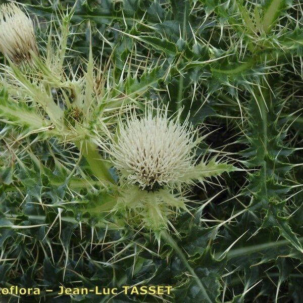 Cirsium glabrum Blomma