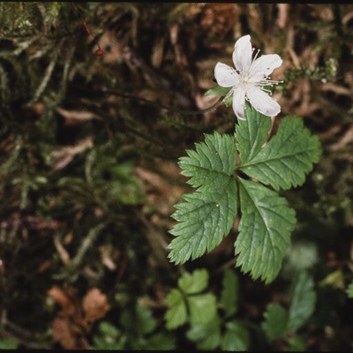 Rubus pedatus (Strawberryleaf raspberry)