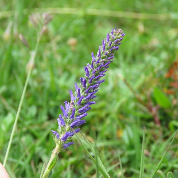 Veronica spicata Kwiat