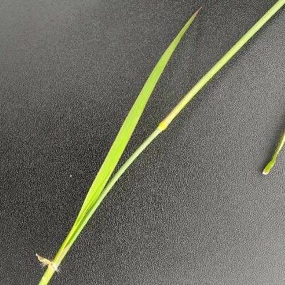 Eragrostis superba পাতা