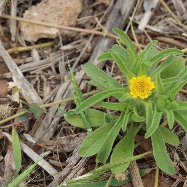 Asteriscus aquaticus Flor