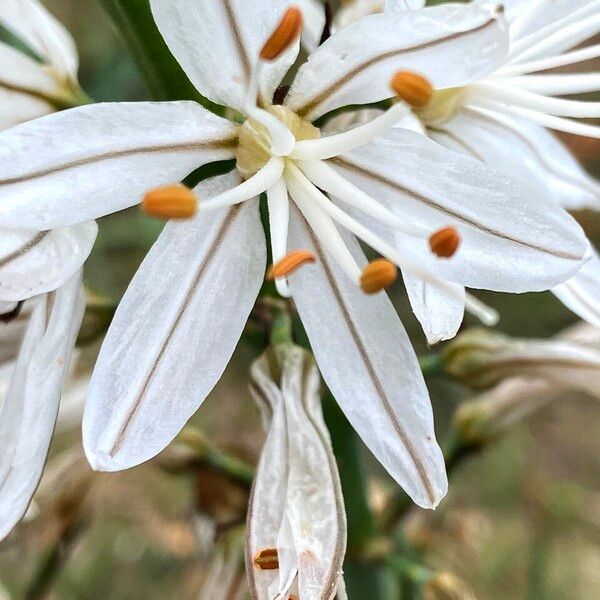 Asphodelus macrocarpus Kvet