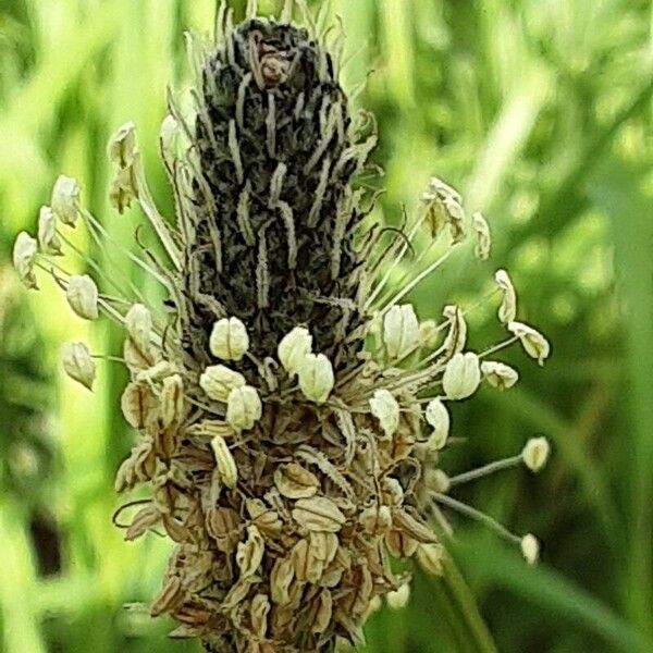 Plantago argentea ফুল