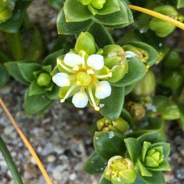 Honckenya peploides Blomst