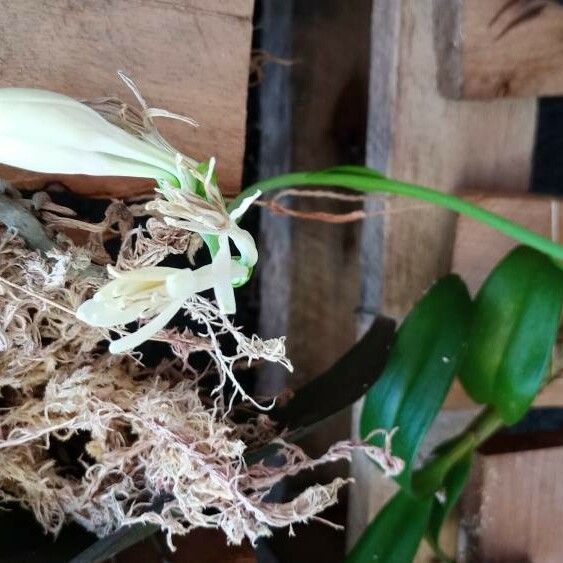 Hymenocallis fragrans 花