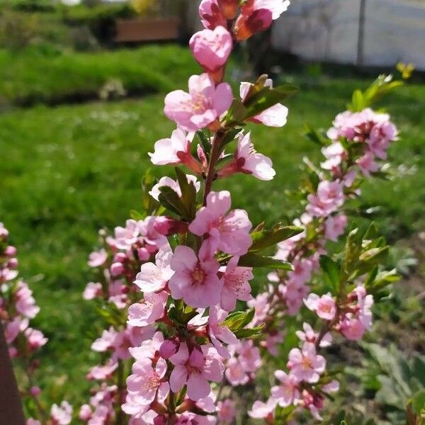 Prunus tenella Blüte