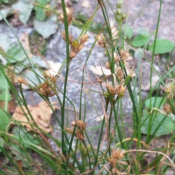 Juncus tenuis Цвят