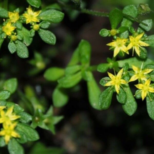 Sedum actinocarpum Blomst