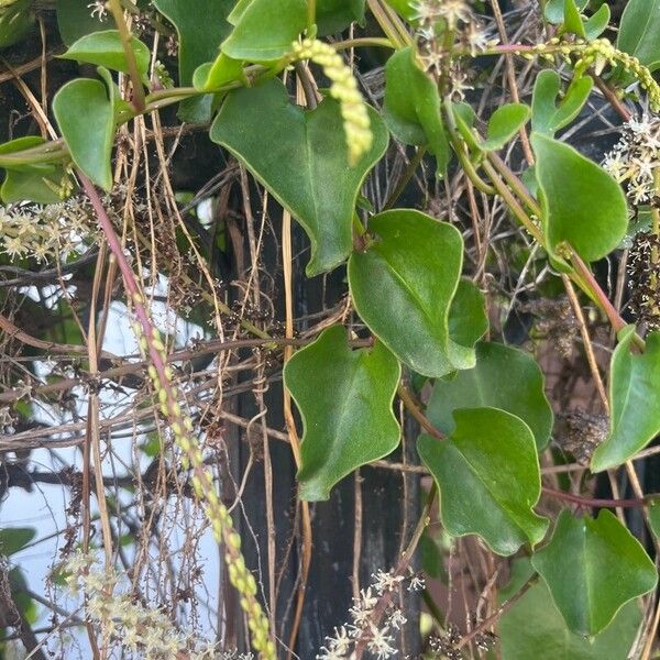 Anredera cordifolia Leaf