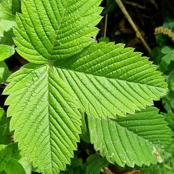 Fragaria moschata Liść