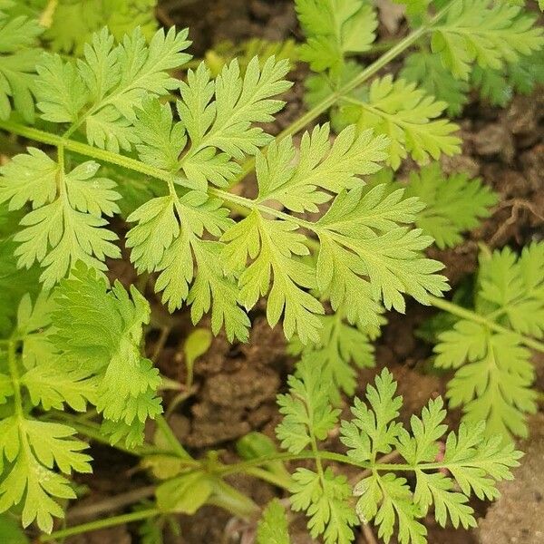 Anthriscus cerefolium Ліст