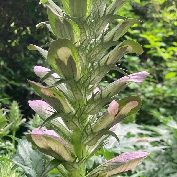 Acanthus spinosus Flower