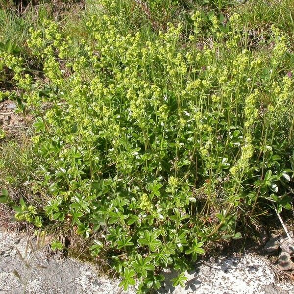 Alchemilla saxatilis Хабит