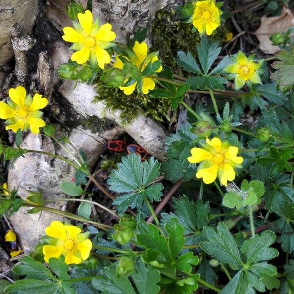 Potentilla neumanniana Flor