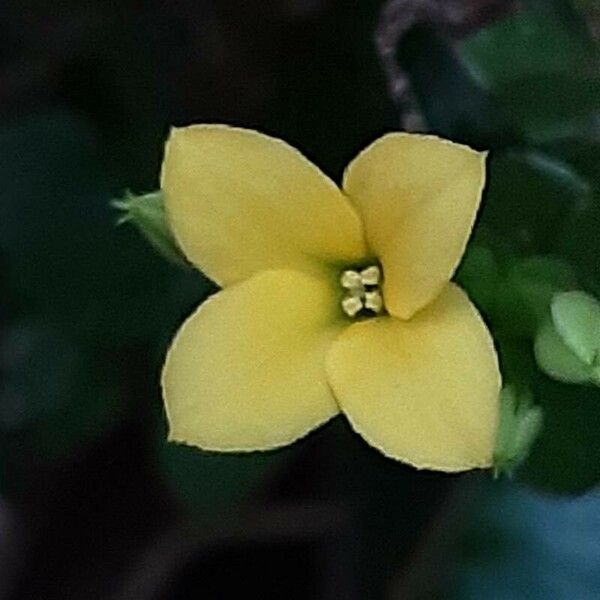 Kalanchoe crenata Flower