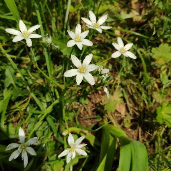 Ornithogalum divergens Fiore