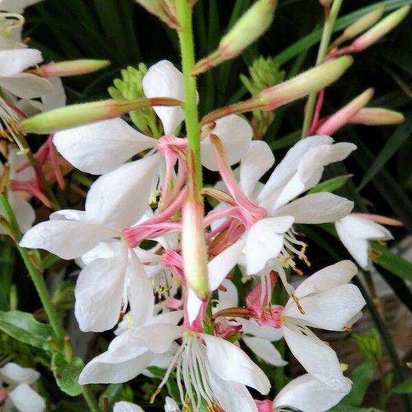 Oenothera lindheimeri പുഷ്പം