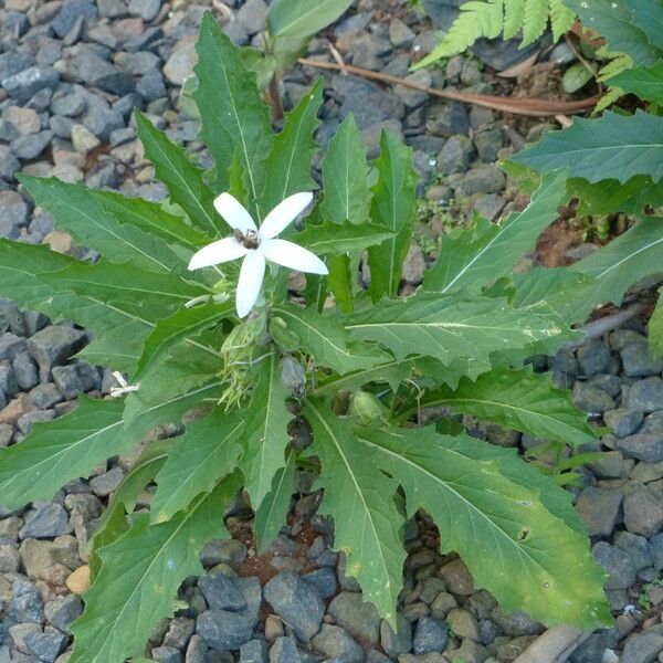 Hippobroma longiflora 形态