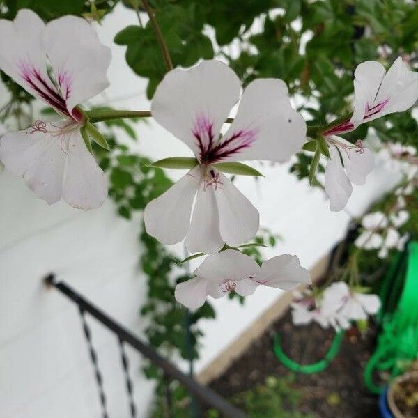 Pelargonium peltatum 花