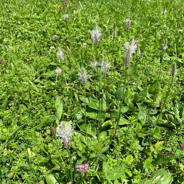 Plantago media Blodyn