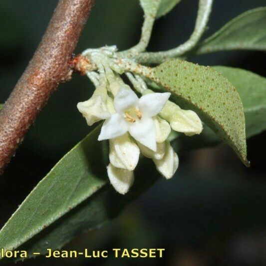 Elaeagnus multiflora ᱵᱟᱦᱟ