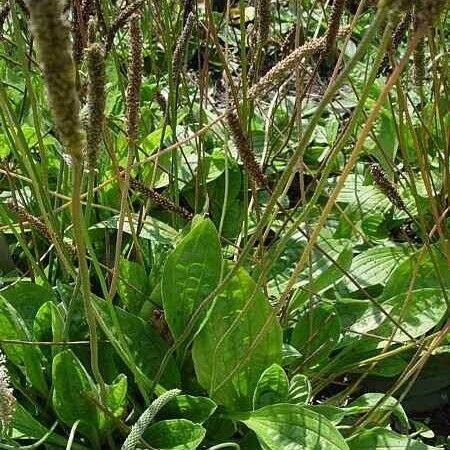 Plantago media Hábitos