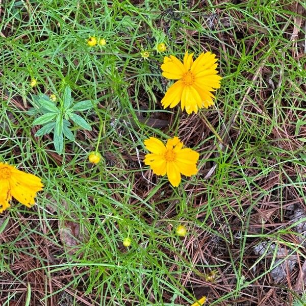 Coreopsis auriculata Kvet