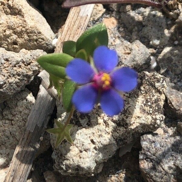 Lysimachia foemina Květ